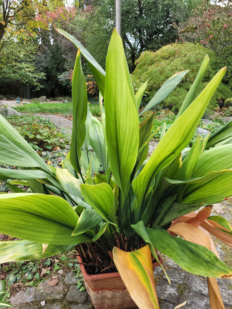 Een kwartjesplant groeit met talrijke rechtopstaande, lancetvormige bladeren in een plantenbak buiten.
