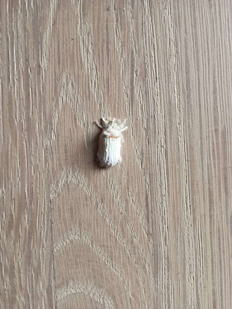 Een witte bastaardsatijnvlinder rust met samengevouwen vleugels op een licht houten oppervlak.
