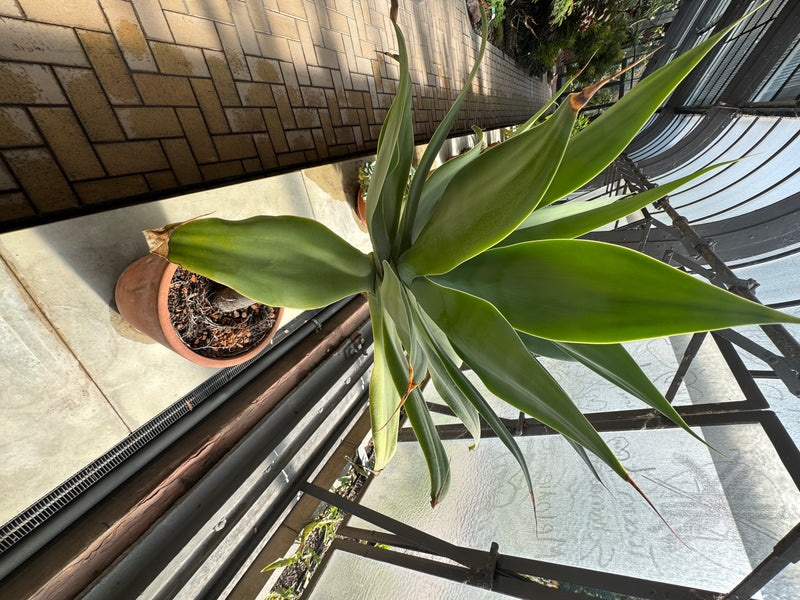 Schwanenhals-Agave — foto 1 van 1