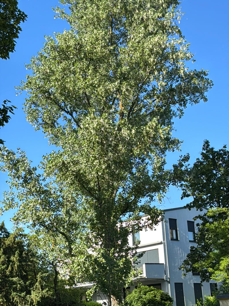 De afbeelding toont een grote zwarte populier met een dichte kroon voor een woongebouw in de zon. De boom is in volle omvang van onderen te zien.