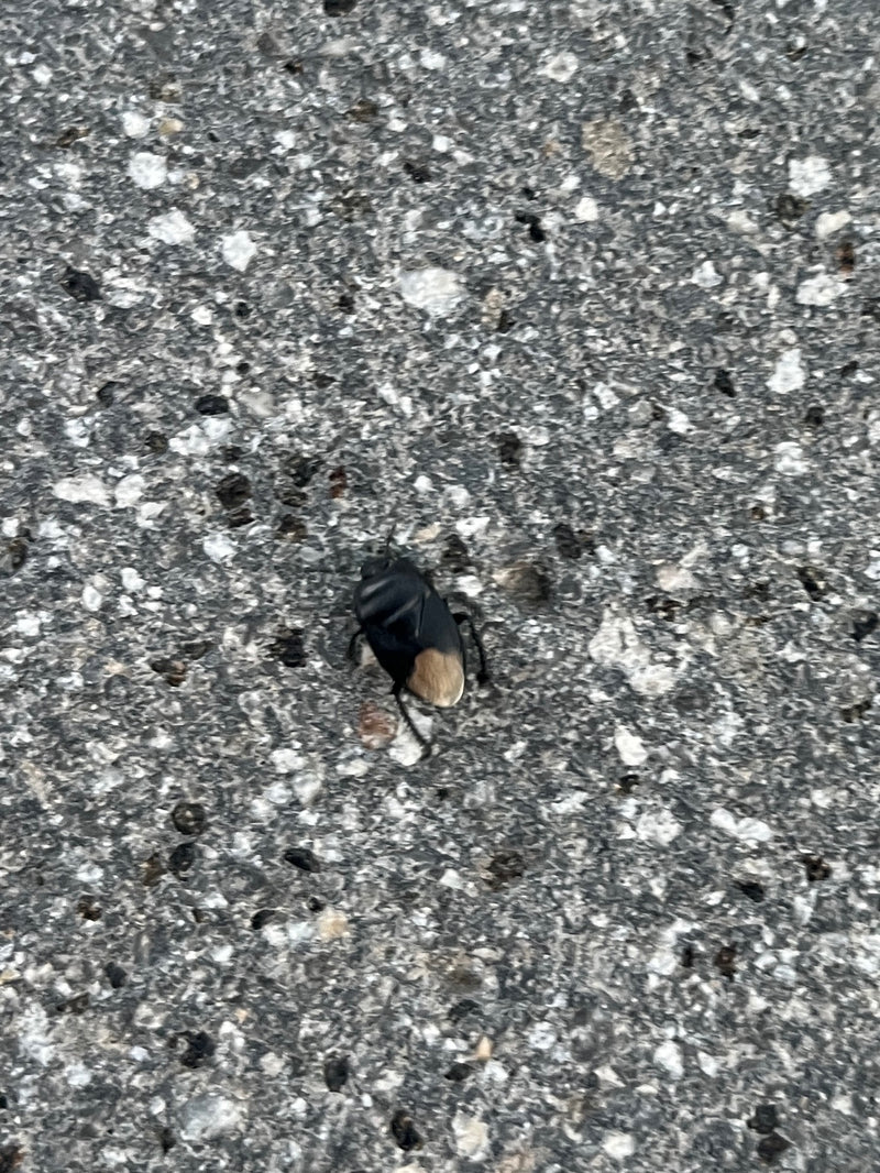 Zwart-wit aardeinsect — Bild 1
