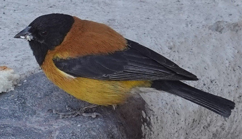 Siskin met zwarte borst — Bild 1