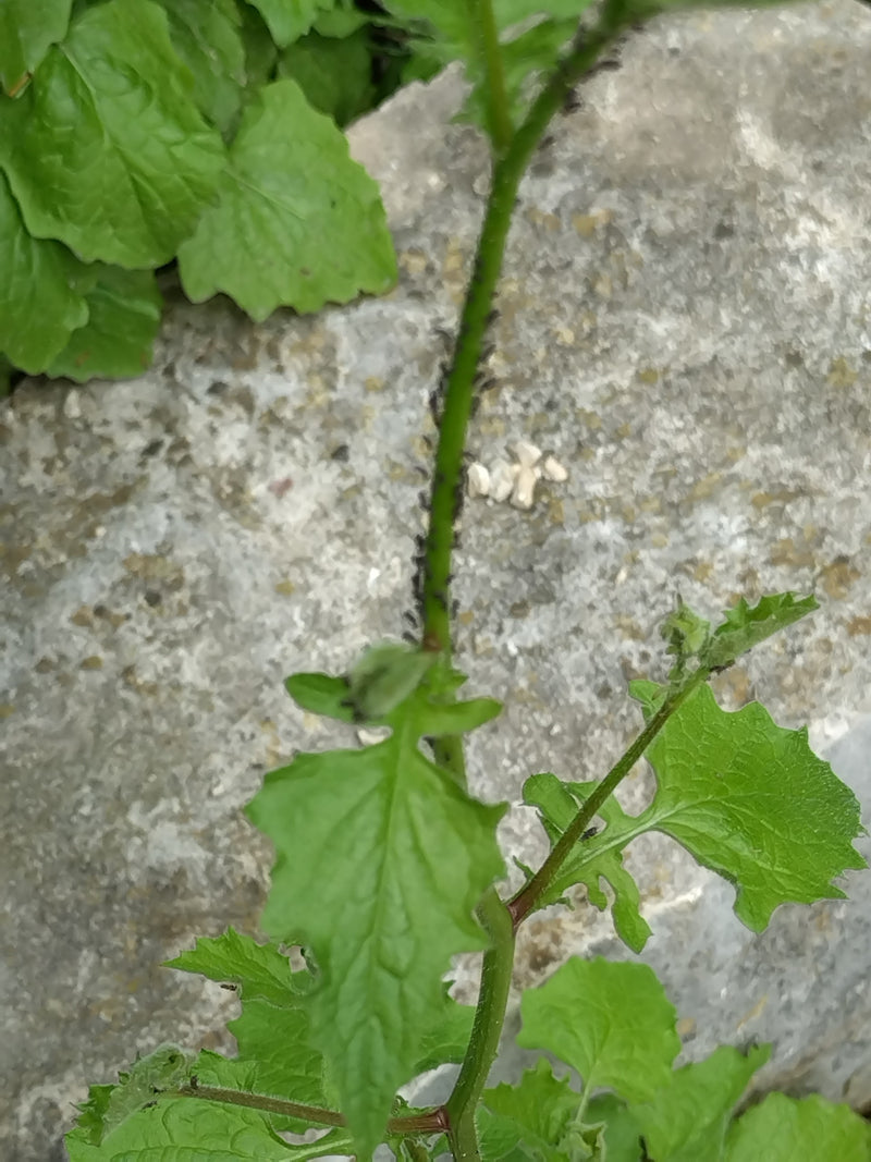 Zwarte bonenluis — Bild 1