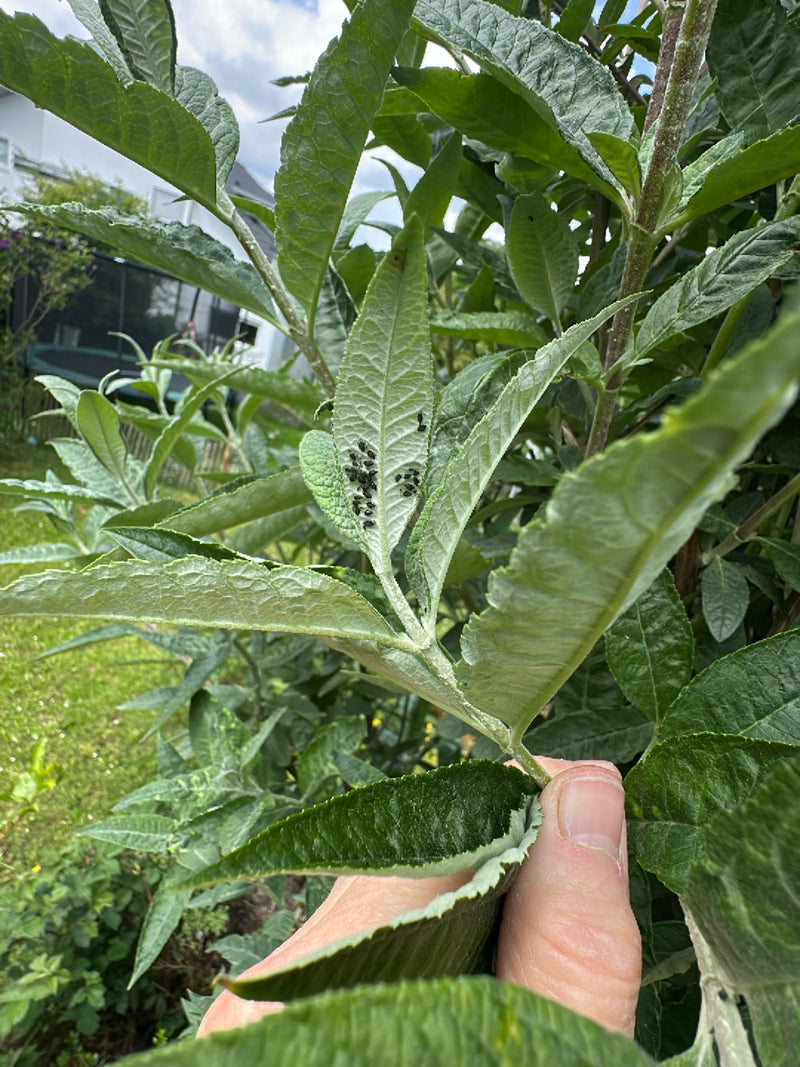 Een kolonie zwarte bonenluizen is te zien op de onderkant van een groen blad. De insecten zitten dicht bij elkaar.