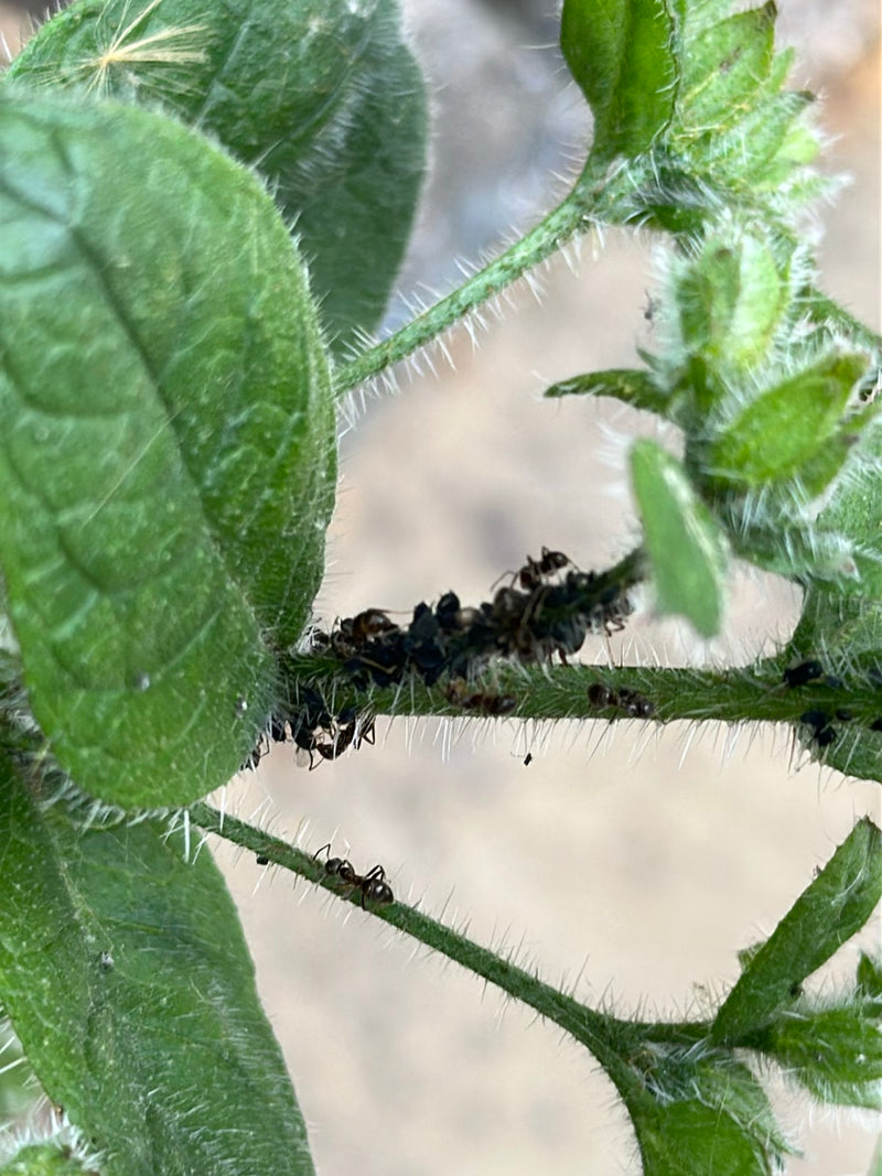De afbeelding toont een kolonie zwarte bonenluizen op de groene stengels en bladeren van een plant. De insecten zitten dicht op elkaar en voeden zich met de ...