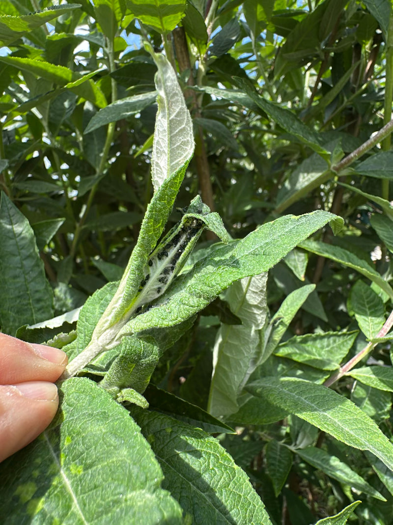 De afbeelding toont een kolonie zwarte bladluizen die dichtgedrongen op de onderzijde van een groene blad zitten. Ze voeden zich daar met plantensap.