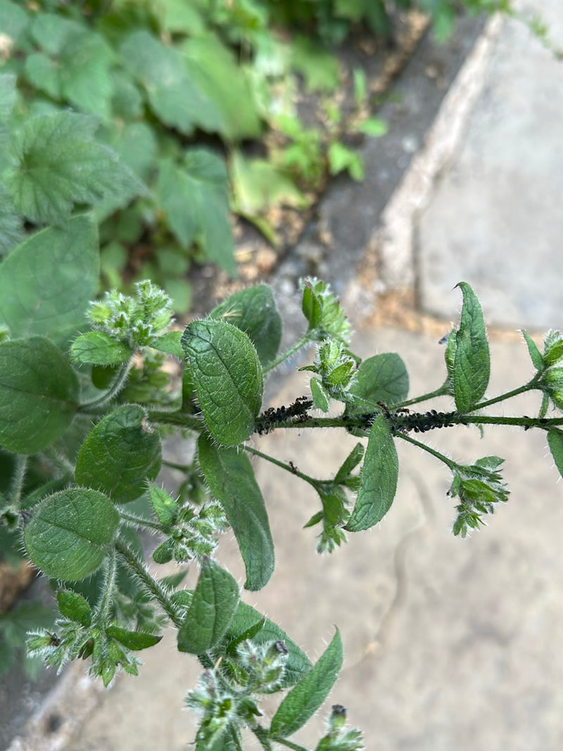 De afbeelding toont talrijke zwarte bonenluizen die dicht op elkaar op de stengels van een plant zitten. Ze voeden zich met plantensap.