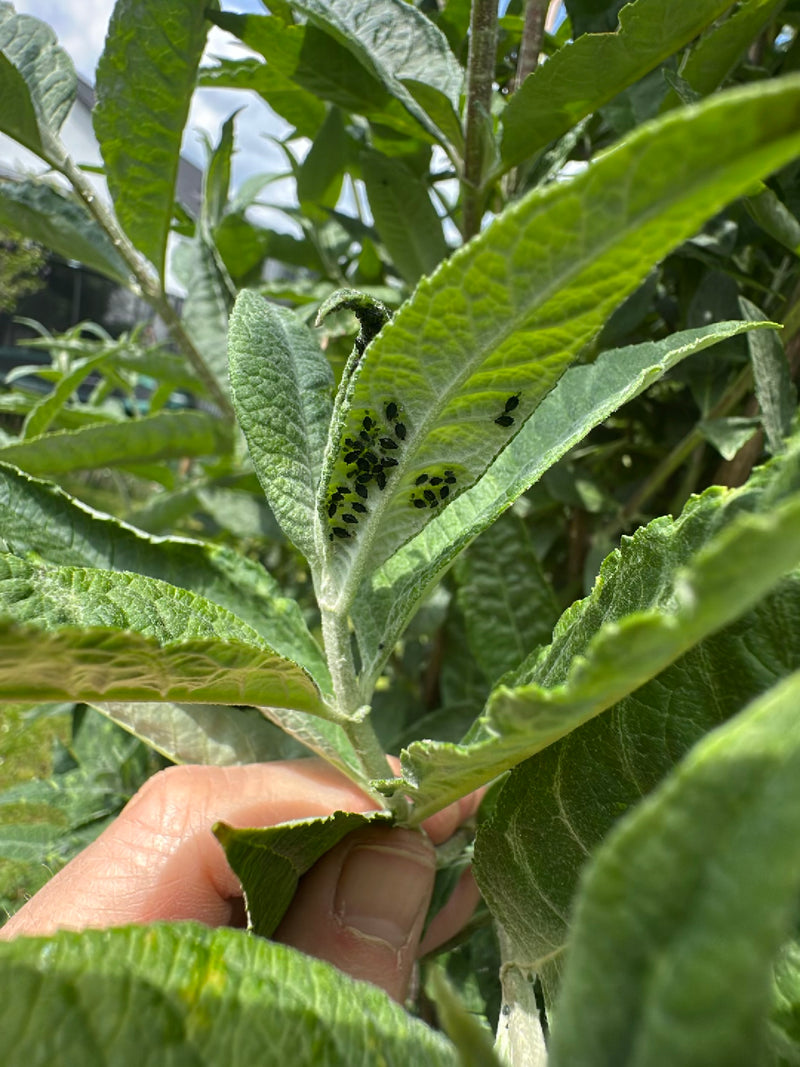Een kolonie zwarte bonenluizen zit op de onderzijde van een groen blad. De kleine insecten zitten dicht opeen gedrukt.