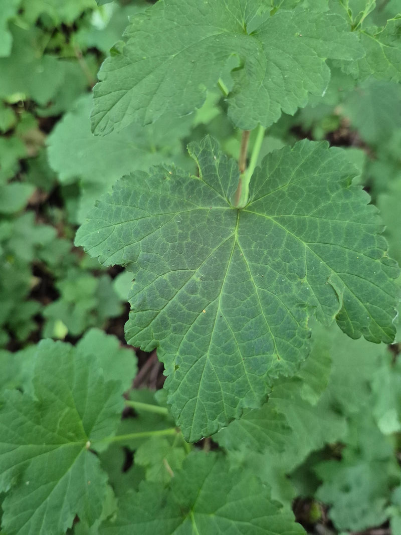 Een close-up van een groen, gelobd blad van de jostabes is zichtbaar. Andere bladeren en takjes vormen de achtergrond.