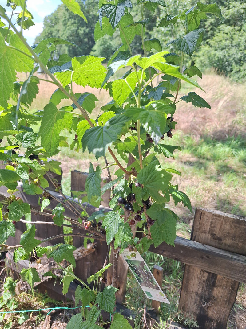 De afbeelding toont een jostabessenstruik met groene bladeren en rijpende donkere vruchten. De plant staat in een tuin voor een houten schutting.