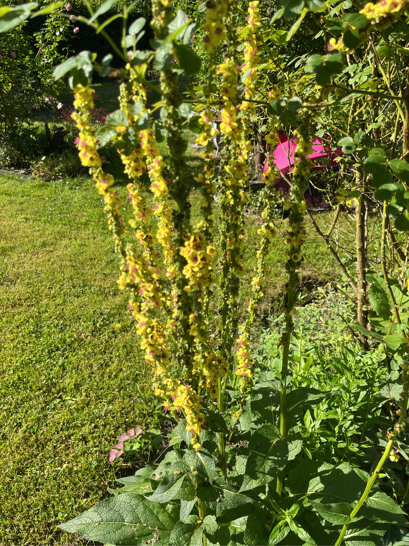 Zwarte Mullein — foto 1 van 3