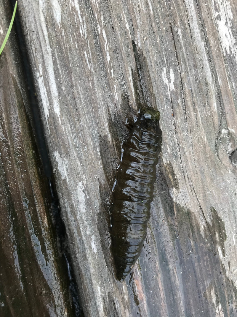 Zwarte soldatenvlieg — Bild 2