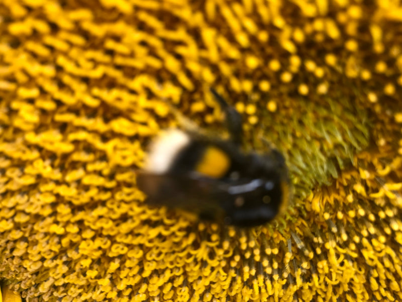 Zwarte soldatenvlieg — Bild 1
