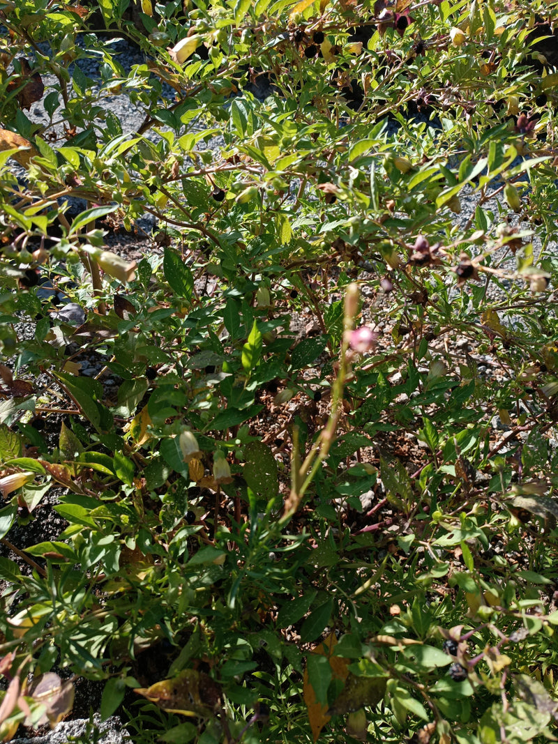 Zwarte belladonna — Bild 1