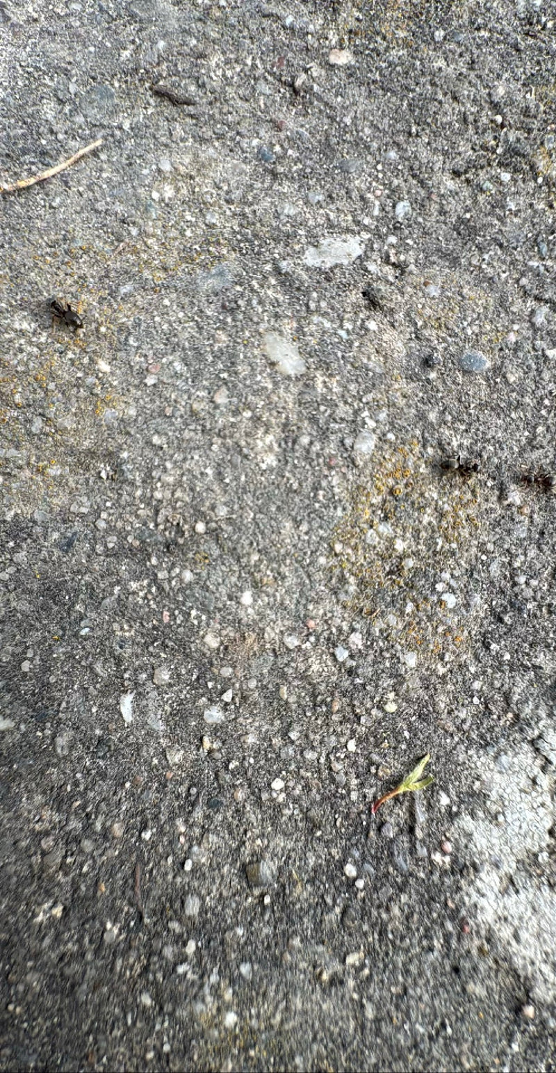 Zwartgrijze tuinmier — Bild 3