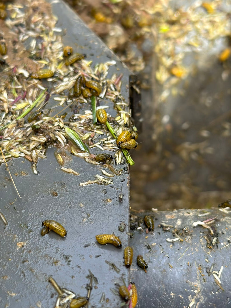 Zwarte graanbladkever — Bild 3