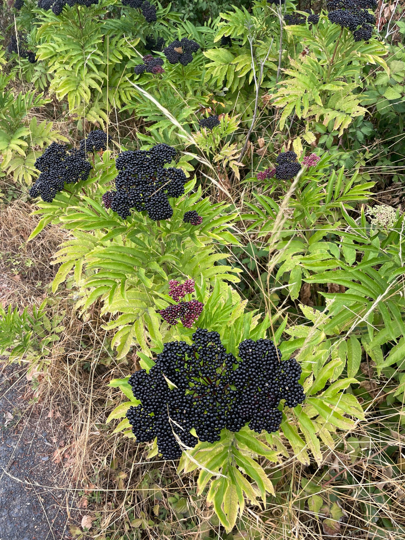 De afbeelding toont de kruidvlier (Sambucus ebulus) met zijn kenmerkende zwarte bessenclusters en geveerde bladeren. De plant groeit in een omgeving van gras...
