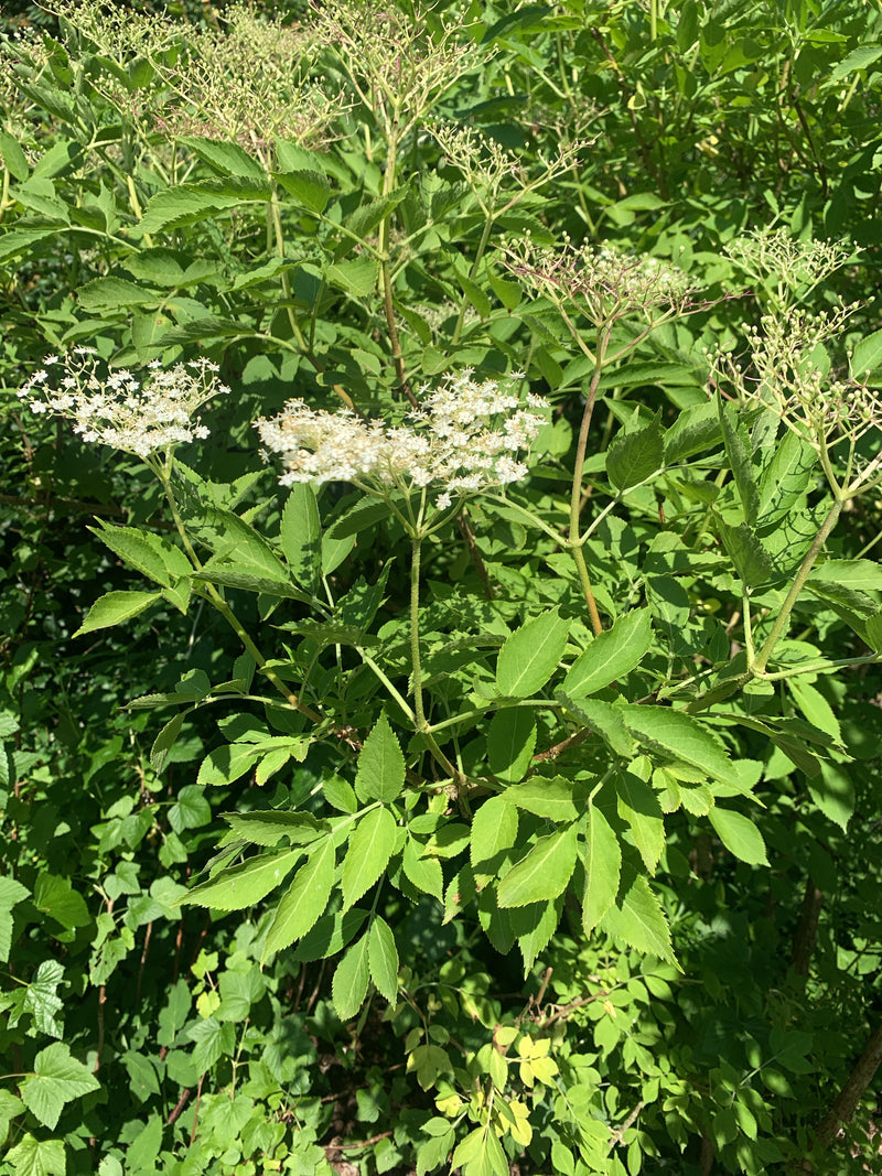 Een bloeiende vlierbessenstruik is zichtbaar met zijn typische geveerde bladeren en witte bloemtrossen. De afbeelding toont de plant in zijn natuurlijke omge...