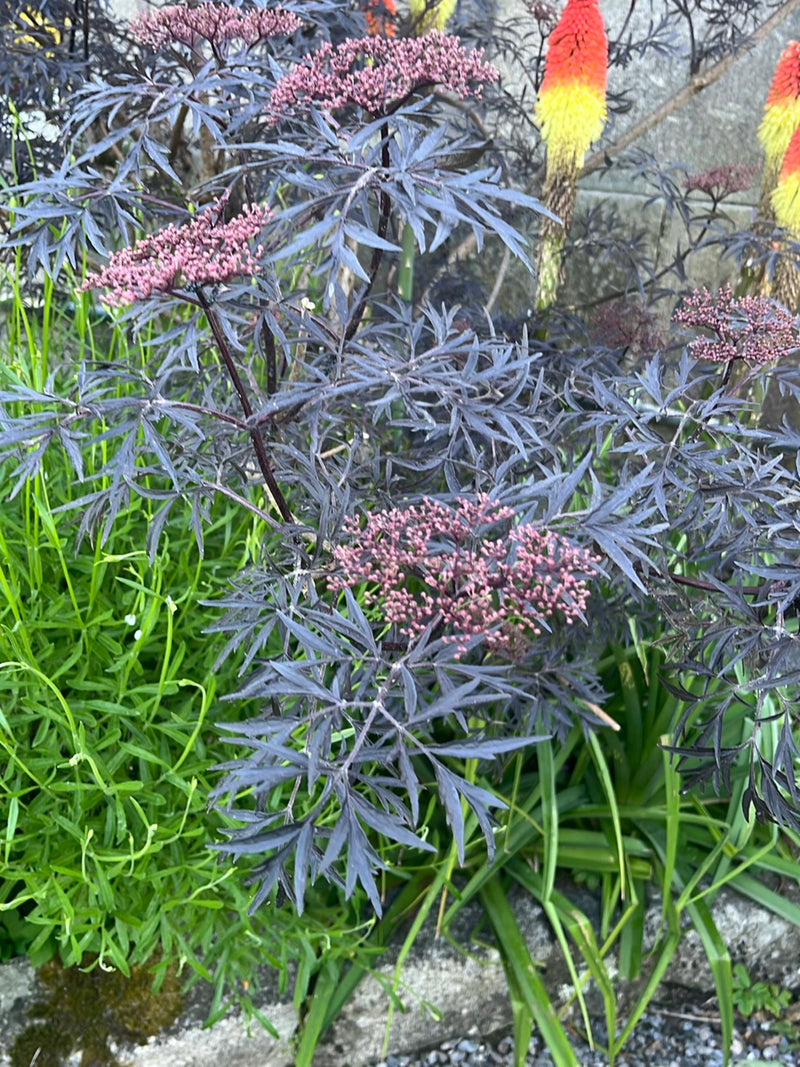 Te zien is een vlierbessenstruik met donkerrode tot zwarte geveerde bladeren en jonge bloemknoppen. De plant staat in een tuin voor een grijze stenen muur.