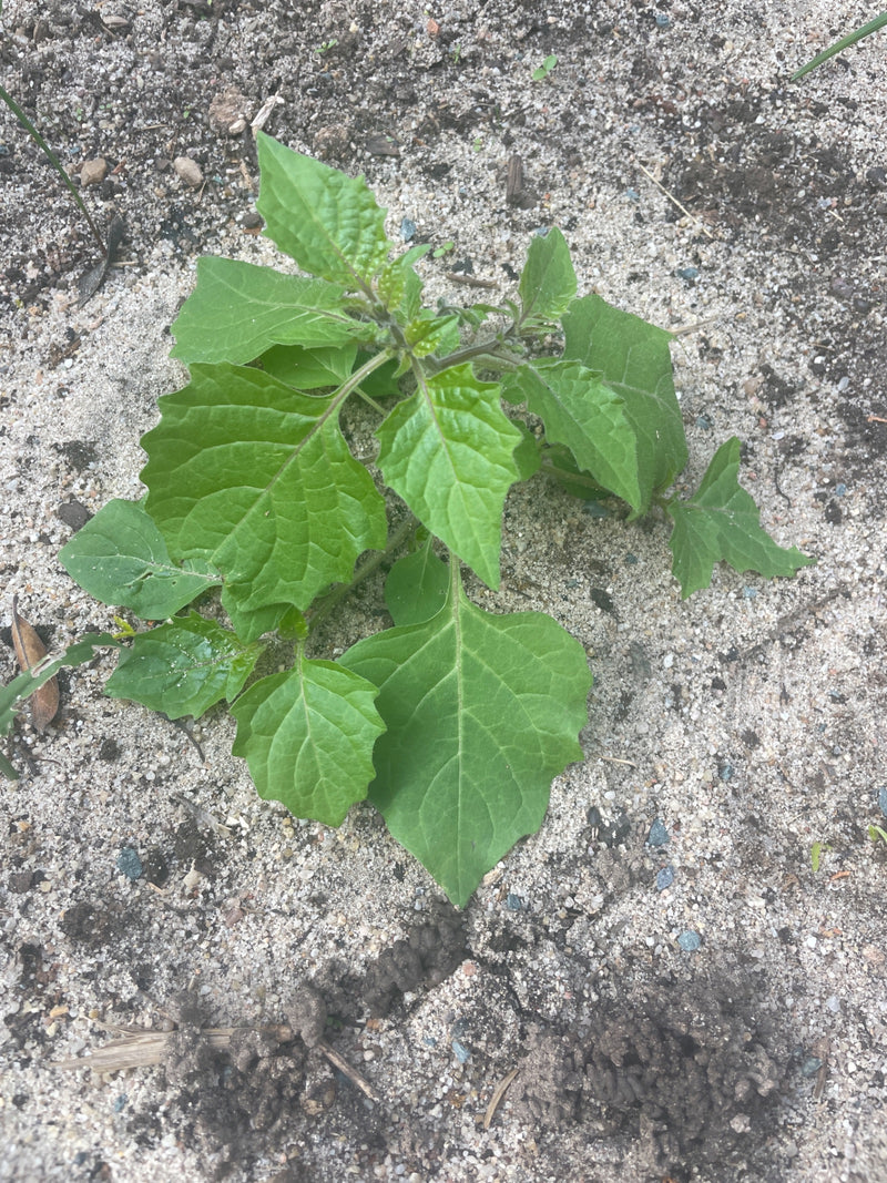 Een jonge zwarte nachtschadeplant groeit op zandgrond.
