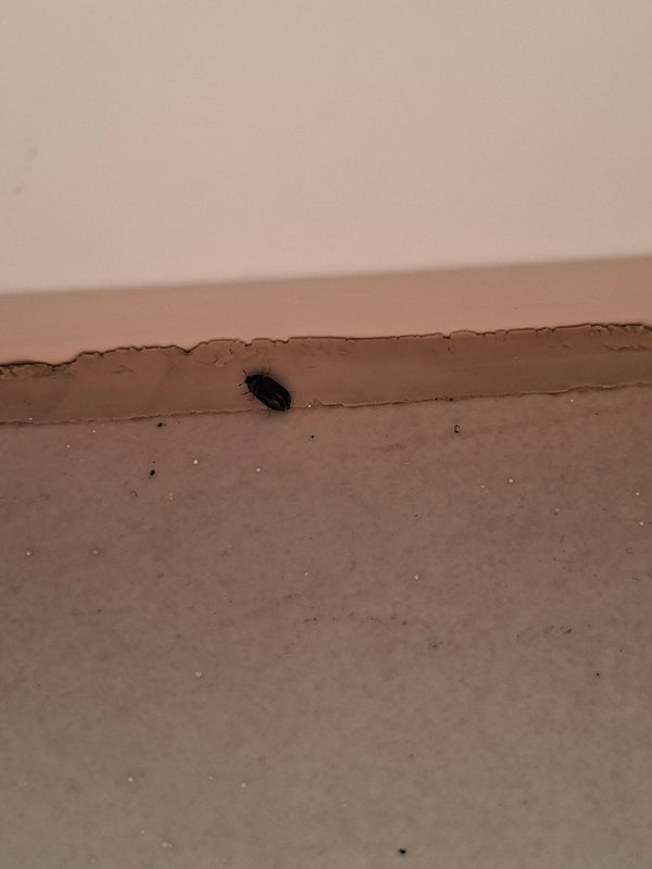 De afbeelding toont een zwarte tapijtkever zittend op een lichte ondergrond bij een rand.