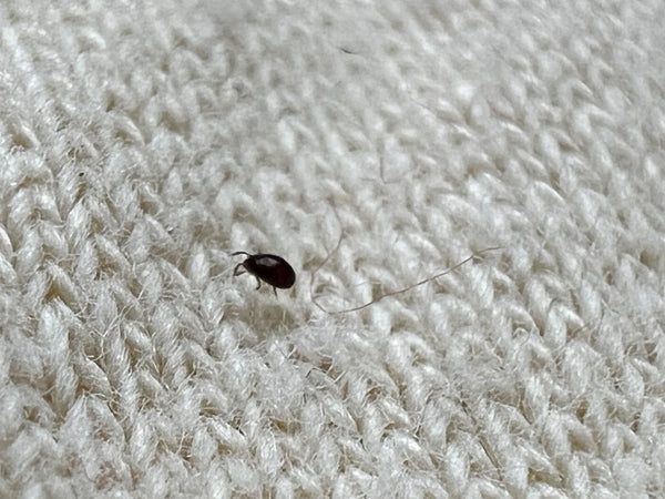 Een zwarte tapijtkever kruipt over een licht textieloppervlak. Het kleine insect is duidelijk te zien.