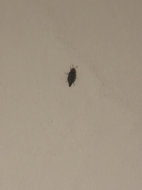 Een enkele zwarte tapijtkever is van bovenaf gefotografeerd zittend op een lichte muur.