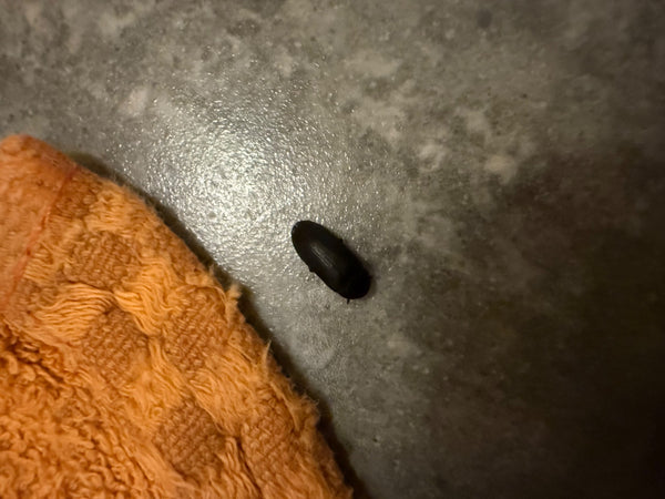 De afbeelding toont een zwarte tapijtkever op een grijze ondergrond naast een oranje handdoek. Het insect zit stil.