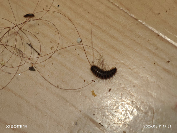 Op een lichte houten vloer zijn twee harige larven van de zwarte spekkever te zien. De typische haren aan de achterkant zijn duidelijk herkenbaar.