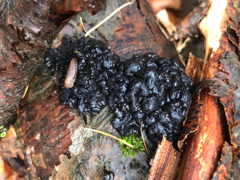 Schwarzer Zitterling — Bild 1