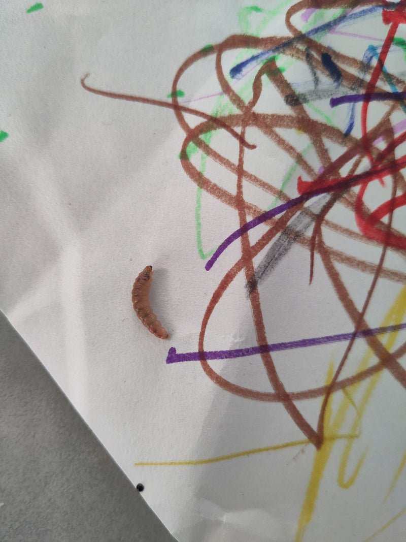 Een bruinachtige insectenlarve ligt op een vel papier met kleurrijke lijnen. Dit is het larvale stadium van een zwartkever.