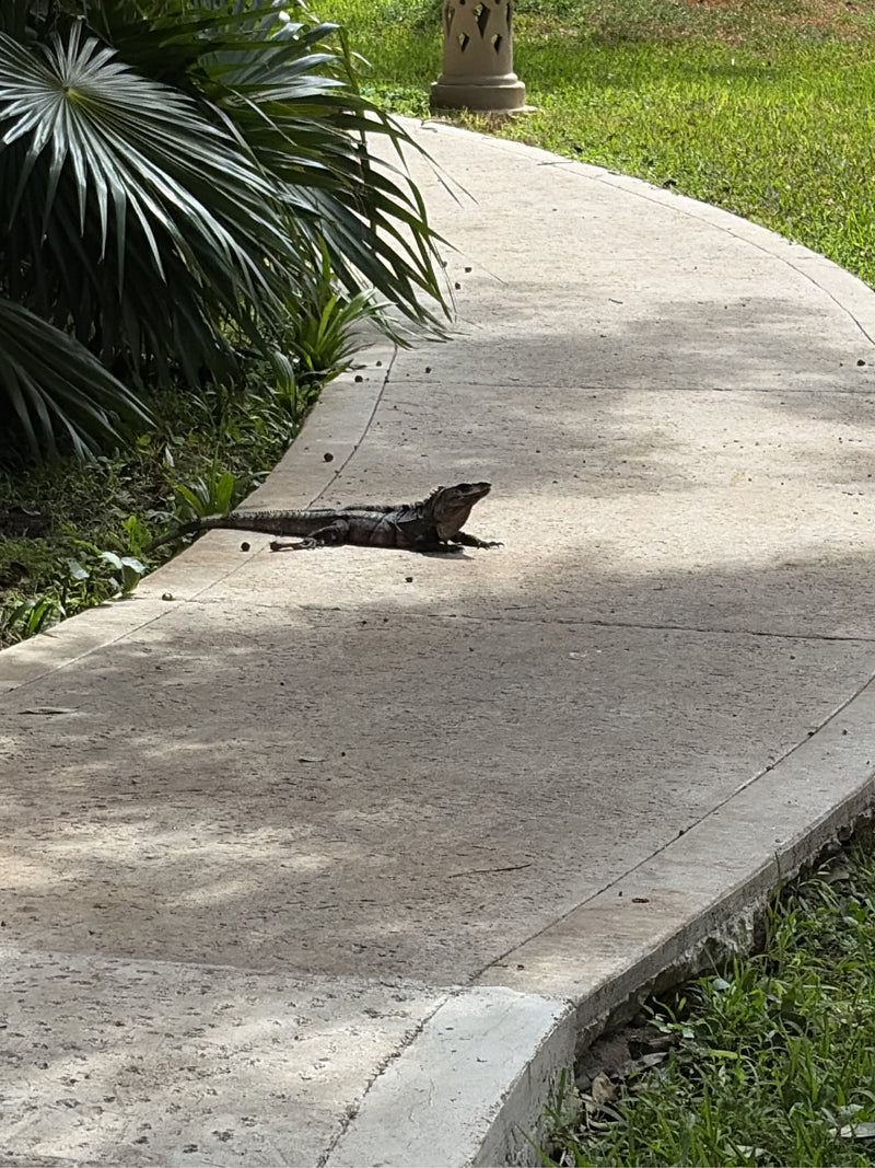 Schwarzkehl-Stachelschwanzleguan — foto 2 van 2