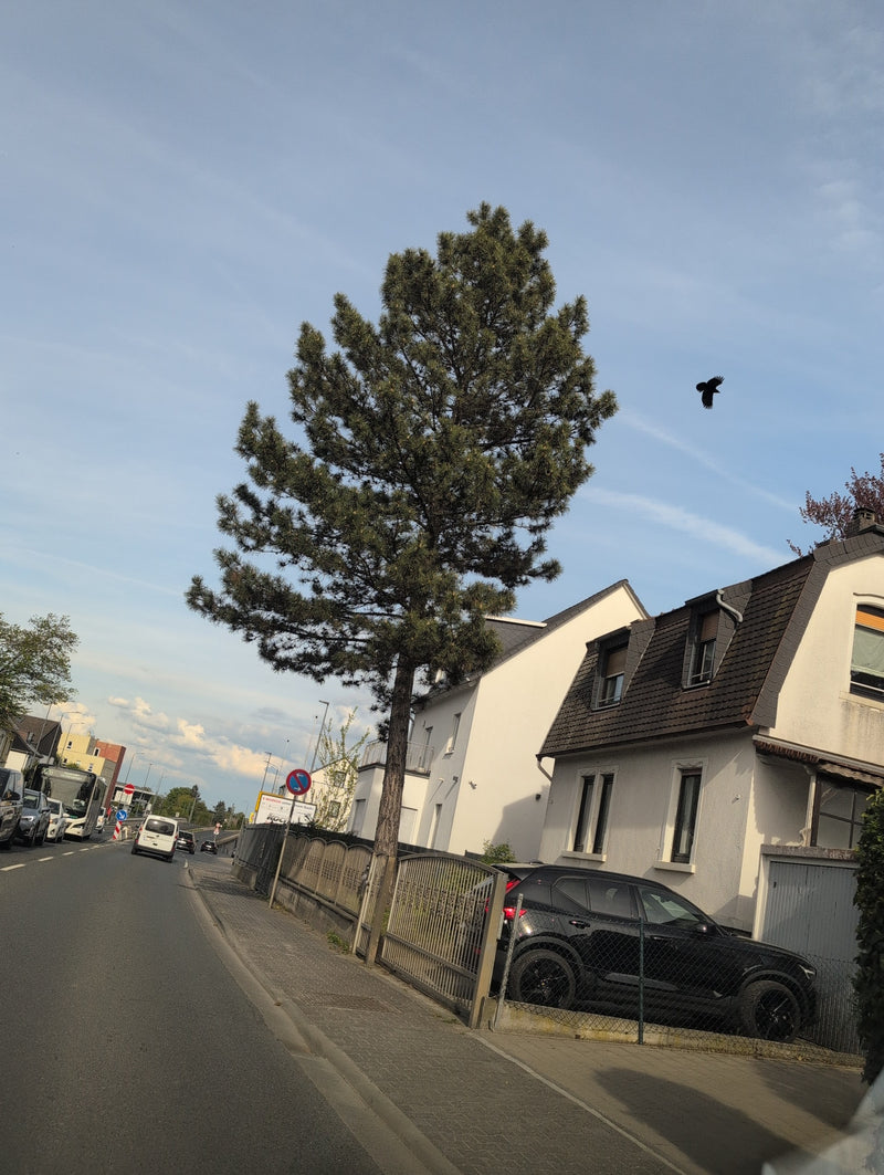 Zwarte den — Bild 1