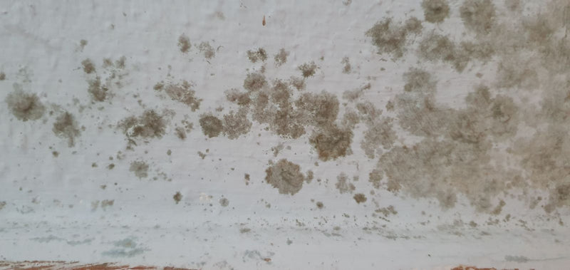 Zwarte gieter gaat schimmelen — Bild 1