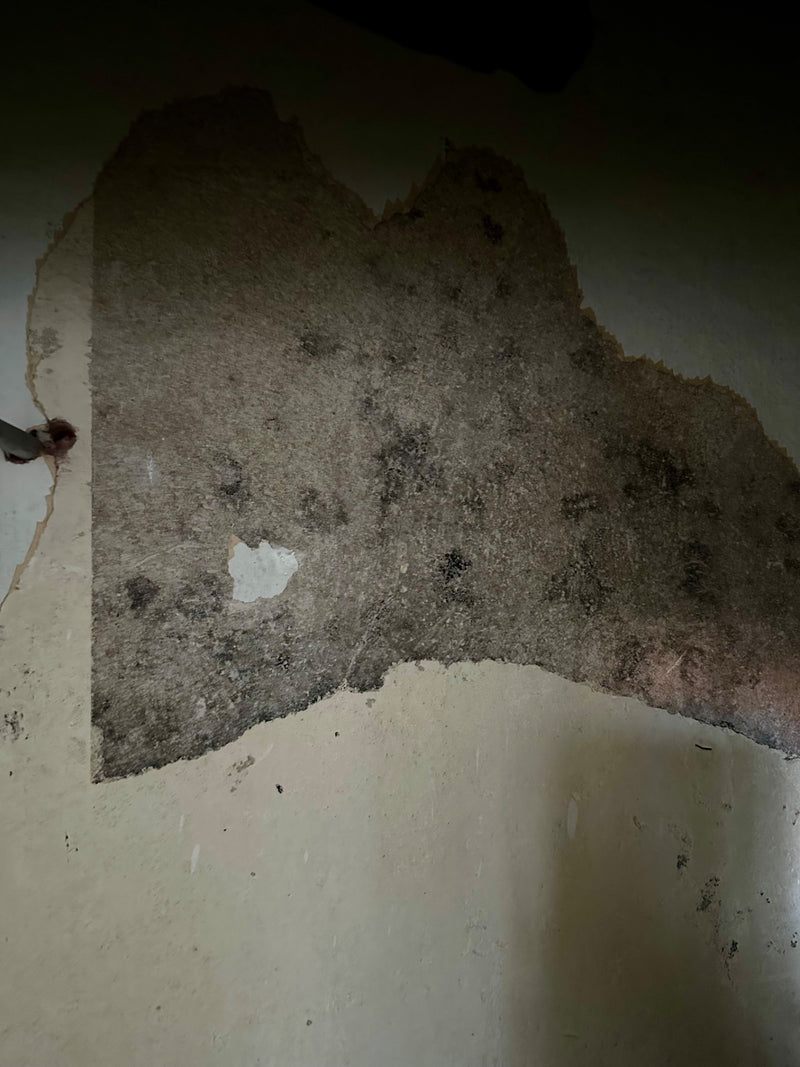 De afbeelding toont een grootschalige aantasting door zwarte schimmel op een beschadigde muur. De donkere sporestructuren van de schimmel zijn verspreid over...