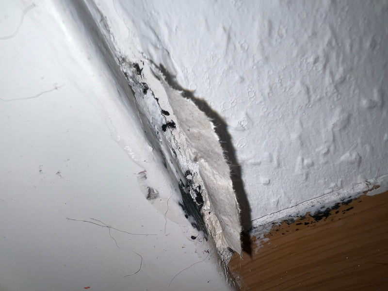 De afbeelding toont zwarte schimmel die zich heeft verspreid onder losgeraakt behang op een kamerwand. De donkere afzettingen illustreren de typische aantast...
