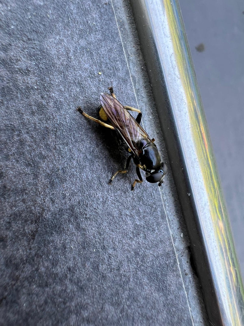 Zweefvlieg — Bild 2