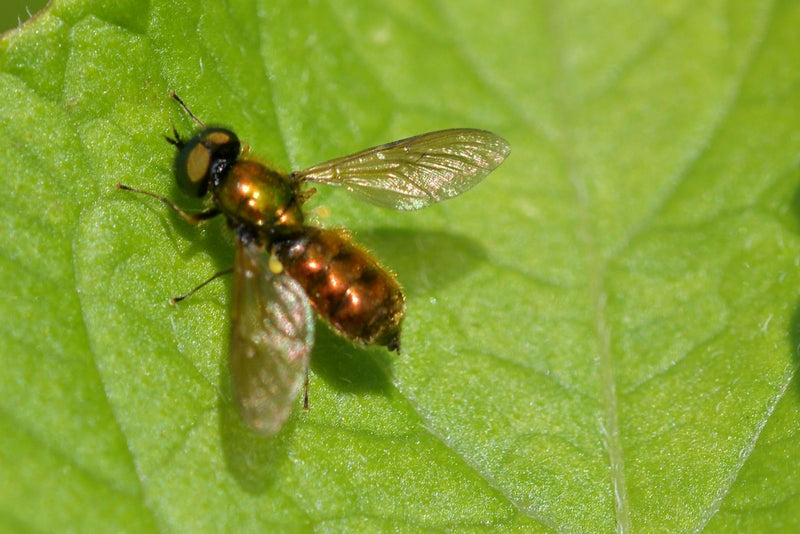 Zweefvlieg (Tribus Chrysogastrini) — Bild 1