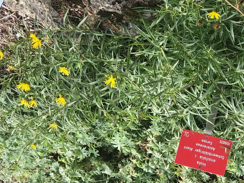 Schwertblättriger Alant — foto 1 van 1