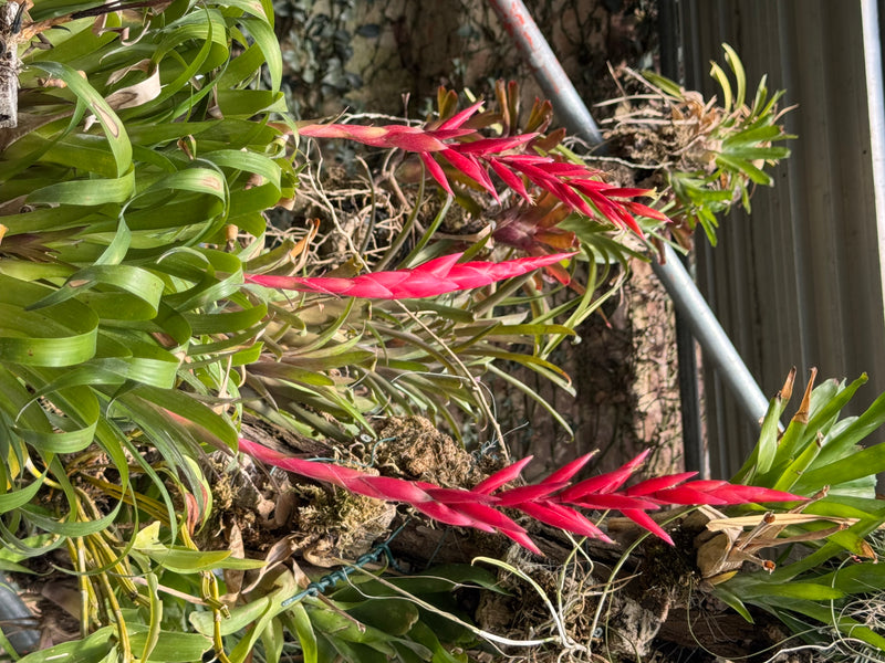 Schwertbromelien — foto 1 van 1