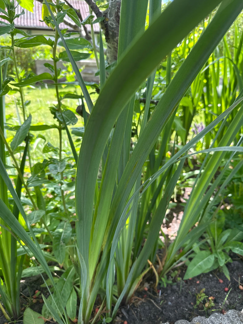 Iris (geslacht) — Bild 1
