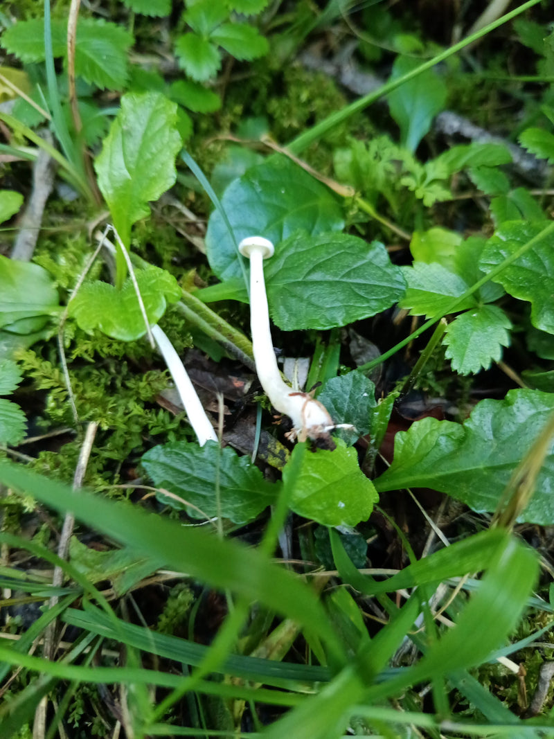 Schwindling (Gattung) — foto 1 van 1