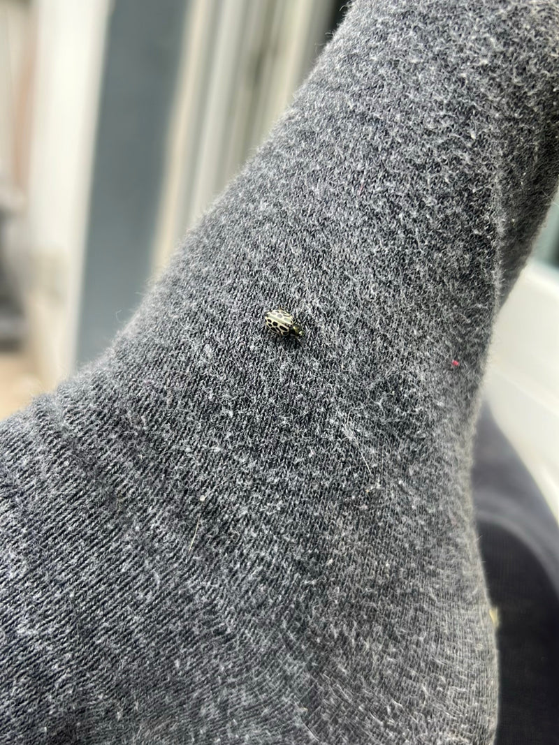 Een oranje lieveheersbeestje met stippen zit op een grijs textieloppervlak. Het insect is duidelijk zichtbaar.