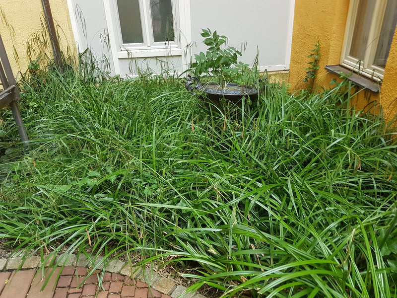 Haas zegge — Bild 1