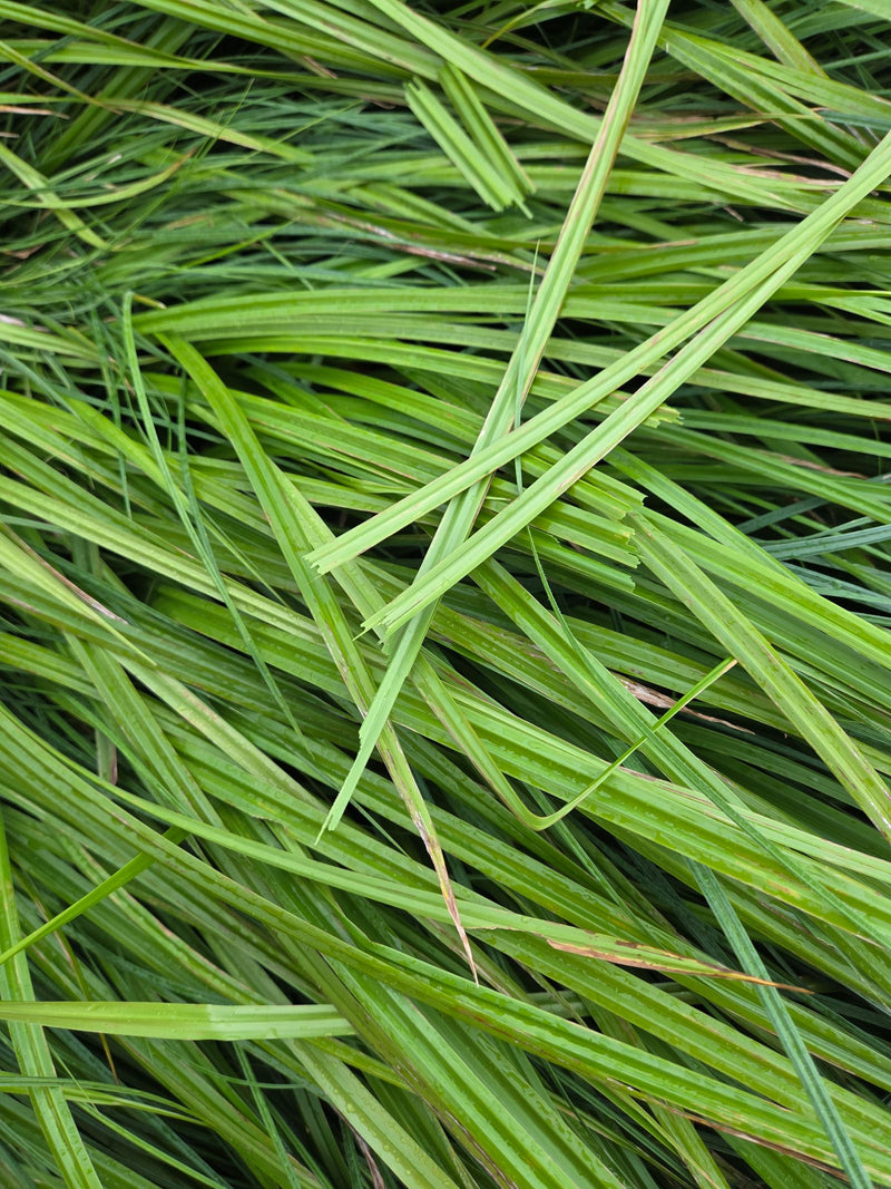De groene stengels en bladeren van de hazenzegge zijn van boven te zien in close-up.