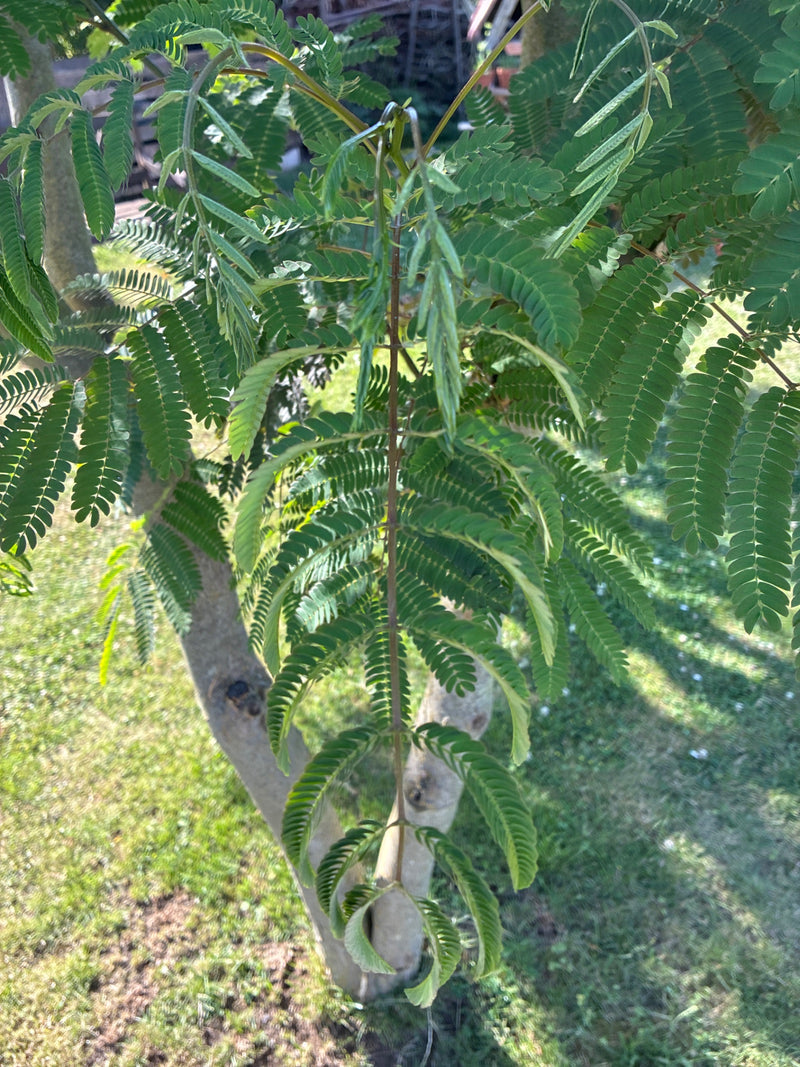 Zijde boom — Bild 1