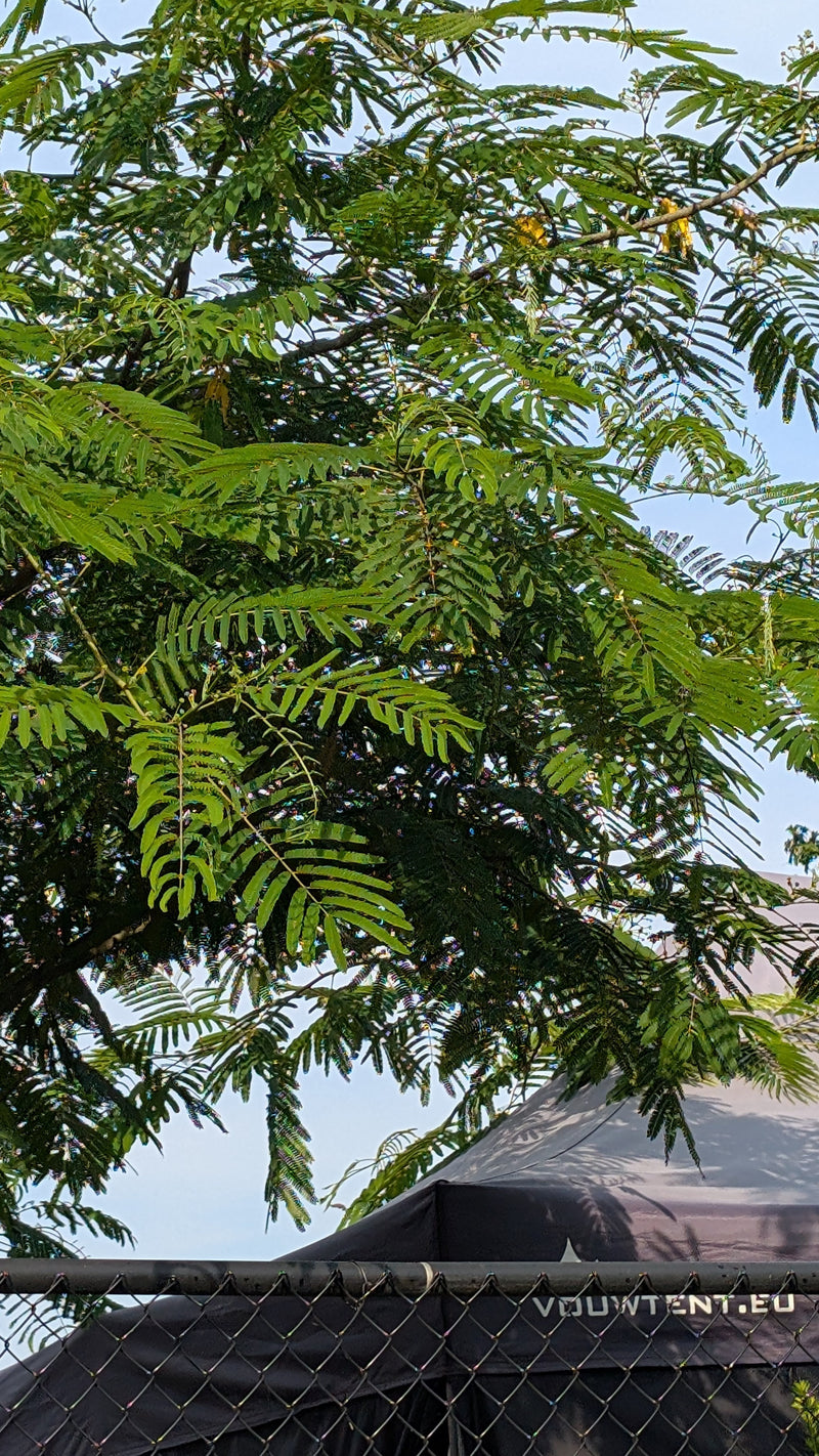 Zijde boom — Bild 1
