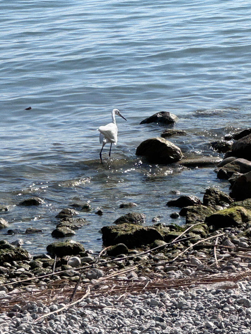Een kleine zilverreiger staat in ondiep water aan een steenachtige oever.