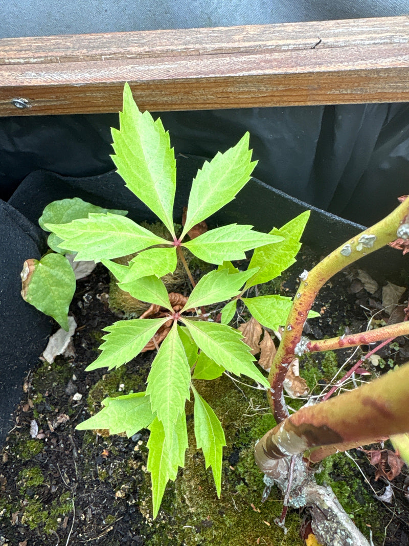 Te zien is een jonge Amerikaanse sering met typische vijftallige bladeren in een plantenbak. De top-down opname toont de frisse groene scheuten op donkere aa...
