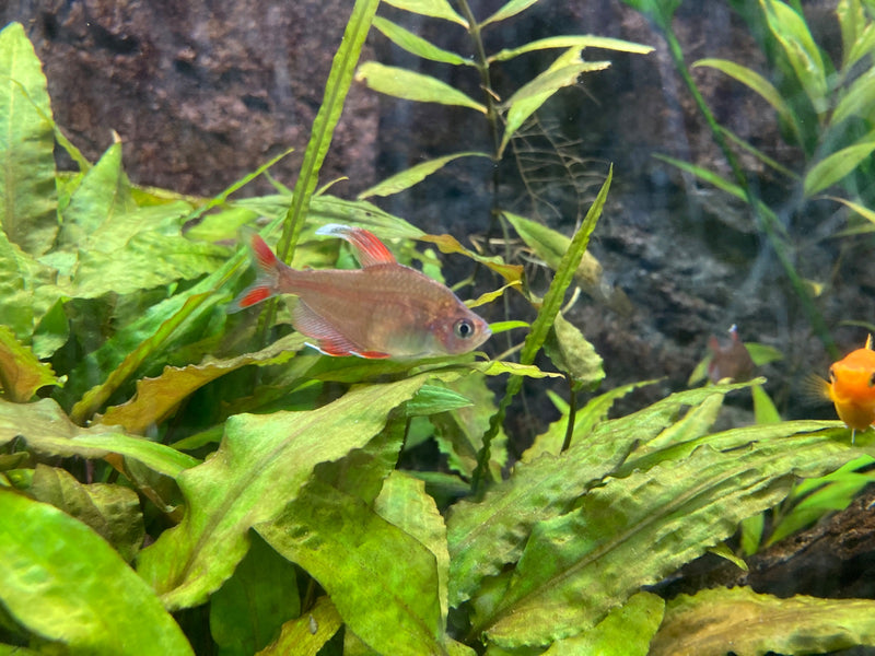 Serpae tetra — Bild 1